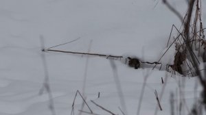 Captivating Winter Wonder: Embracing the Silence of a Snowy Hike