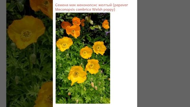 Мак меконопсис желтый (papaver Meconopsis cambrica Welsh poppy)