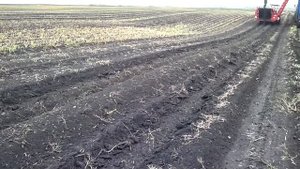 Агродирект представляет GT 170 - картофелеуборочный комбайн элеваторного типа от GRIMME