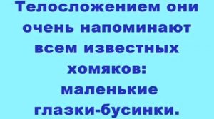 презентация на тему - в холодной тундре  (лемминги )