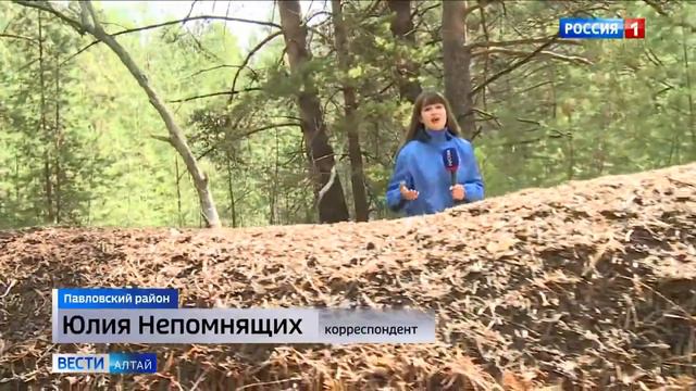 В Алтайском крае обнаружен, вероятно, самый большой муравейник его длина более 10 метров! смотреть онлайн