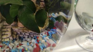 Применение мелафикса в аквариуме.