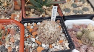 Кактусы выехали на свежий воздух. Эхиноцереус Фитча зацвел.