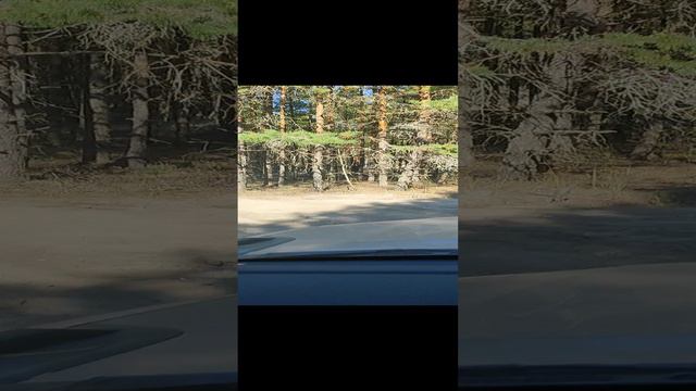 Видео еду по лесу 3