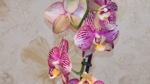 Орхидея перенесла СТРЕСС пересылки! Как Помочь Орхидее?