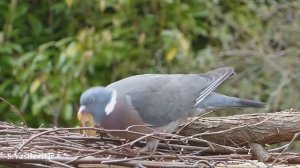 Мир диких птиц