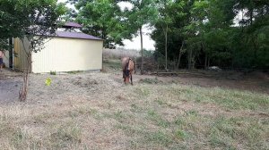 21 июля 2021 г. Стелла первый раз в электропастухе на новом месте