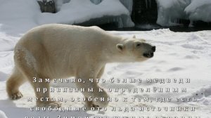 Где живут белые медведи? Развивающая презентация для детей 1 класса