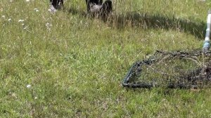 Поймал карпа 12 кг на озере Сайраново в Башкирии