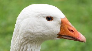 фнф мод на гуся. Часть 1