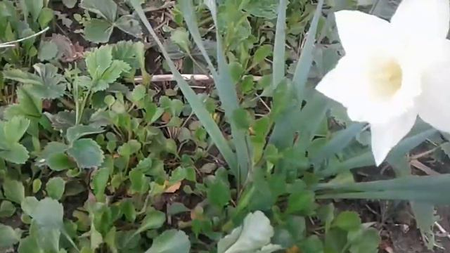 Сорта нарциссов смотреть онлайн