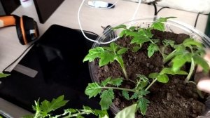 3 апреля//занимаюсь рассадой //сходили в магазин с Верой