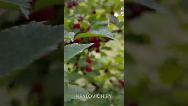 Войлочная вишня «Афлоцеразус» смотреть онлайн