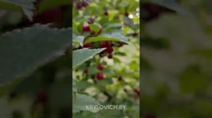 Войлочная вишня «Афлоцеразус»