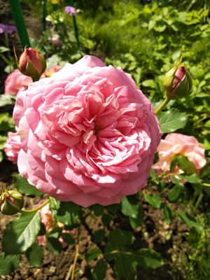 Как перезимовали розы прошлого года посадки.