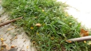 CAMARA SAMSUNG WB110 VIDEO TEST