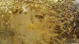 БЕЗ ИНФУЗОРИИ И БЕЗ АРТЕМИИ | стартовый корм для мелких мальков икромечащих рыб