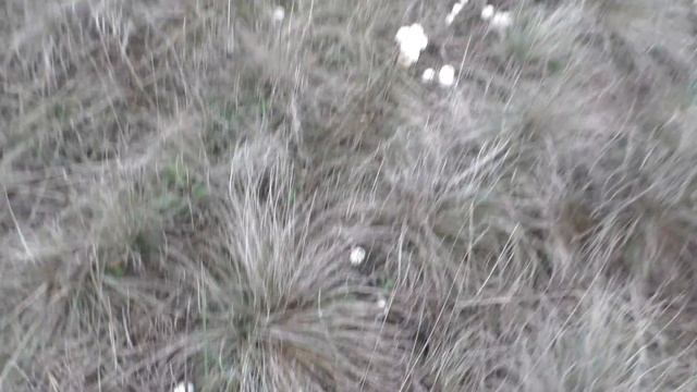 ? Сбор шампиньонов в октябре смотреть онлайн