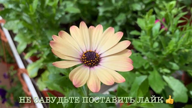 За РАССАДОЙ в ОБИ❗️(открылся снова ОБИ/рассады видимо-невидимо/цветочная и овощная рассада), 2022 смотреть онлайн