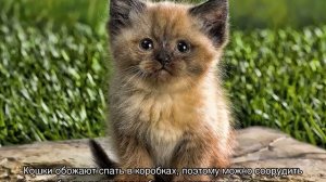 Что нужно для котенка в квартире: список