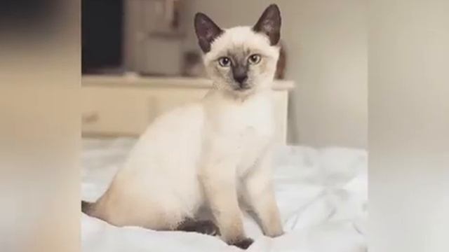 #ТОП 10 САМЫХ КРАСИВЫХ И ДОРОГИХ КОШЕК В РОССИИ.#КОШКИ#СОБАКИ#ЖИВОТНЫЕ#САМЫЕДОРОГИЕ#САМЫЕКРАСИВЫЕ