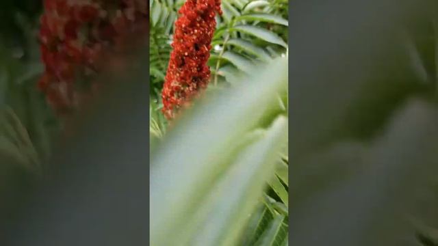 СУМАХ ОЛЕНЕРОГИЙ ИЛИ СУМАХ ПУШИСТЫЙ (УКСУСНОЕ ДЕРЕВО) (Rhus typhina)  #Shorts смотреть онлайн