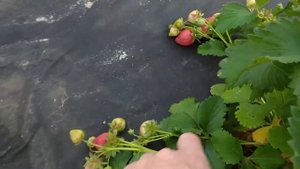 Клубника Мармолада Онебор на 13 июня 2020г.