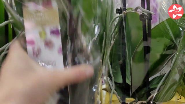 Завоз который многие ждали.Орхидеи Флорэвиль