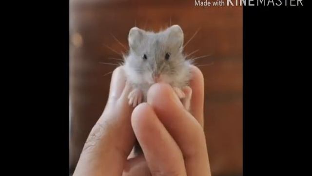 ??Почему хомяк грызёт клетку???