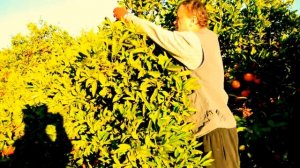 Cбор апельсин в Испании. Один день работа в Испании в саду.