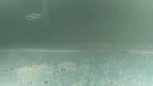 Нерест Данио! Полезные советы.