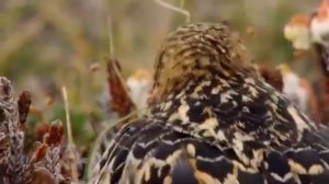 Дикая природа Скандинавии  Гренландия