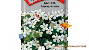 Бакопа обыкновенный Снежная лавина ? обзор: как сажать, семена бакопы Снежная лавина