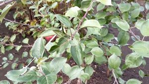 Сорт яблони Ред Крафт. Яблоня Редкрафт. 2022г. Обзор сорта