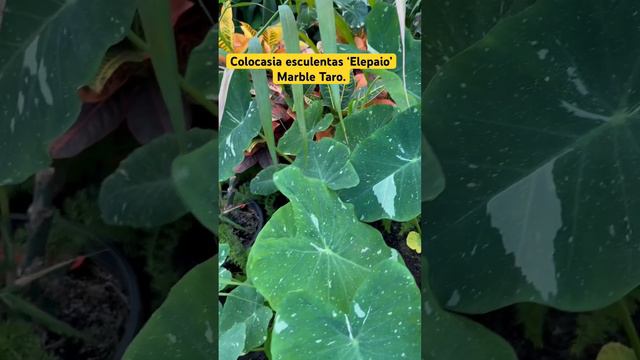 Colocasia esculentas ‘Elepaio’ | Marble Taro