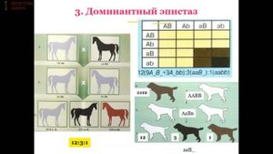 Биология: Тема: Взаимодействие неаллельных генов