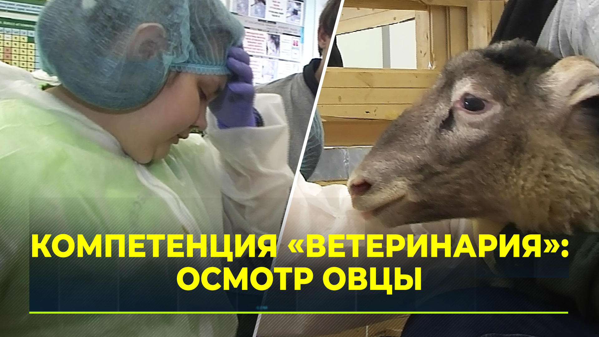 Чемпионат «Профессионалы»: конкурсные испытания