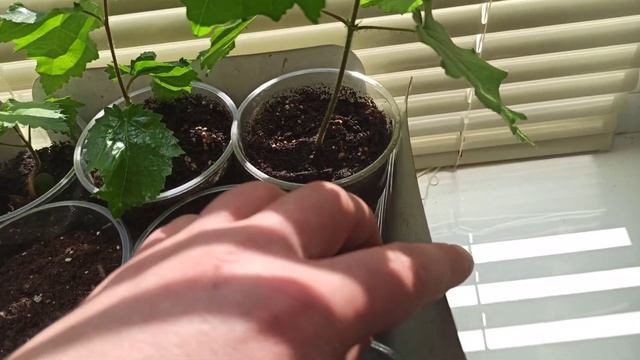 медвежий ОРЕХ,развеиваем мифы!!!))) смотреть онлайн