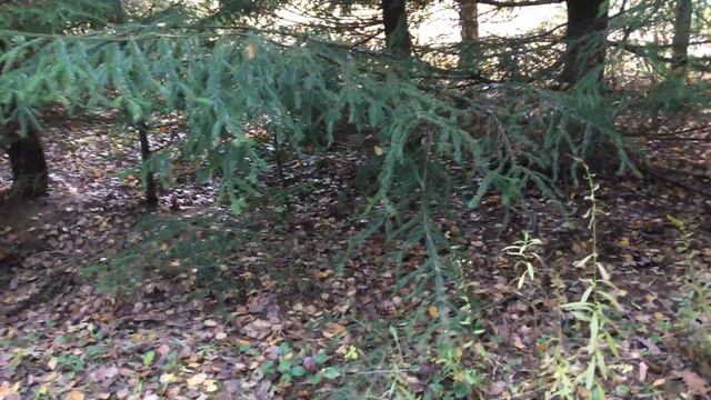 Мы и дачи. Поход за рыжиками 3 смотреть онлайн