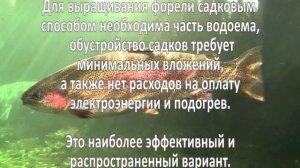 Разведение форели. Бизнес идея