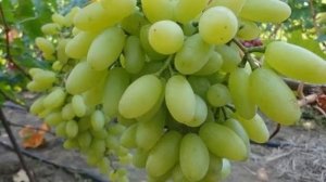 СОРТ ВИНОГРАДА  ДЕМЕТРА / характеристика сорта винограда ДЕМЕТРА