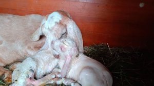 Быстрый окот нубийской козы. Радоваться или плакать?