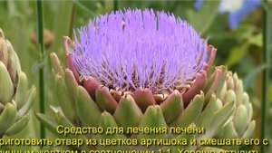 Лечебные свойства артишока. Рецепты