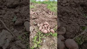 Картофель. Мини клубни. урожай 2023.