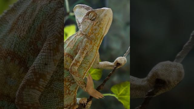 🦎🦎НЕОБЫЧНЫЙ ФАКТ О ЦВЕТЕ ХАМЕЛЕОНА🦎🦎