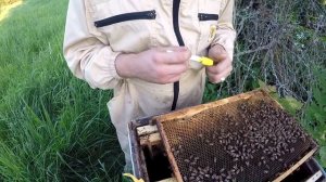 Может ли залететь рой в пустой улей??? Метим пчелиную матку без всяких приспособлений
