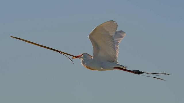 Sony A9 Firmware 5 - Real Time Tracking Bird in Flight Does It Work? смотреть онлайн