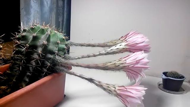 Кактус розквітає смотреть онлайн