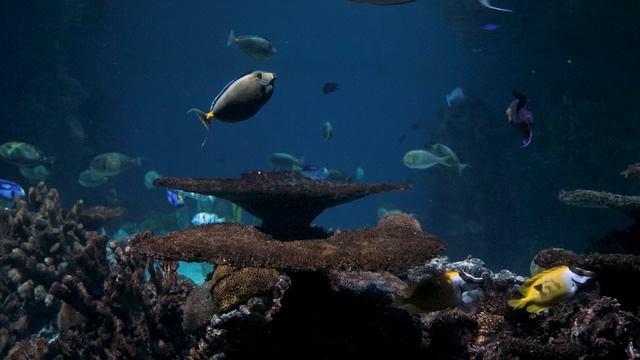 Marine flora and fauna. Морская флора и фауна. #shorts