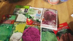 Когда  сеять цветную капусту на рассаду, проверенные сорта, коротко о подготовке.